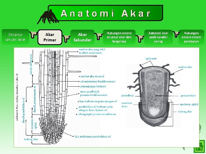 Anatomi Akar Struktur umum akar Akar Primer Akar Sekunder Hubungan antara struktur akar dan Anatomi Akar Struktur umum akar Akar Primer Akar Sekunder Hubungan antara struktur akar dan
