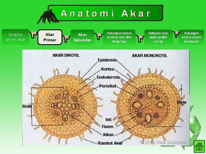 Anatomi Akar Struktur umum akar Akar Primer Akar Sekunder Hubungan antara struktur akar dan