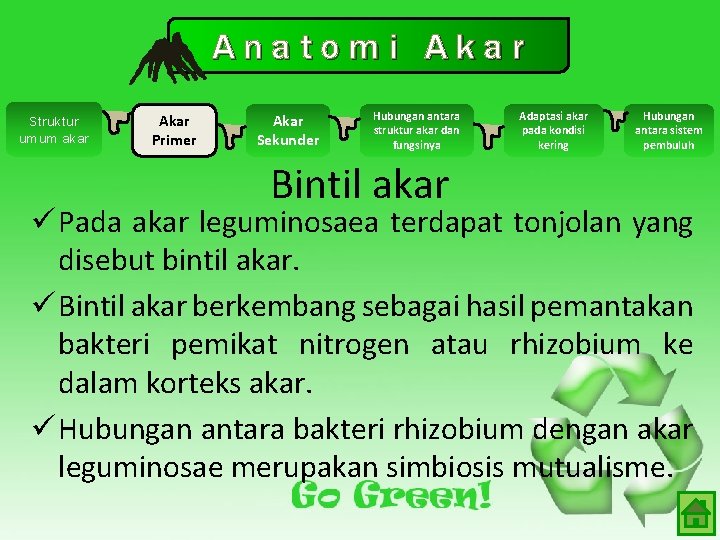 Anatomi Akar Struktur umum akar Akar Primer Akar Sekunder Hubungan antara struktur akar dan