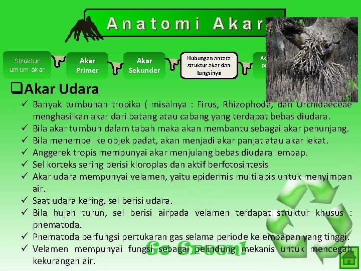 Anatomi Akar Struktur umum akar Akar Primer q. Akar Udara Akar Sekunder Hubungan antara Anatomi Akar Struktur umum akar Akar Primer q. Akar Udara Akar Sekunder Hubungan antara