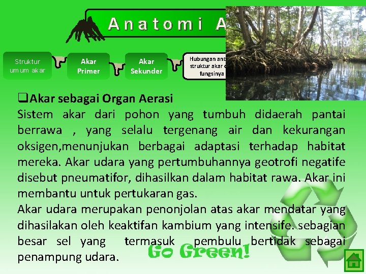 Anatomi Akar Struktur umum akar Akar Primer Akar Sekunder Hubungan antara struktur akar dan