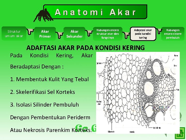 Anatomi Akar Struktur umum akar Pada Akar Primer Akar Sekunder Hubungan antara struktur akar