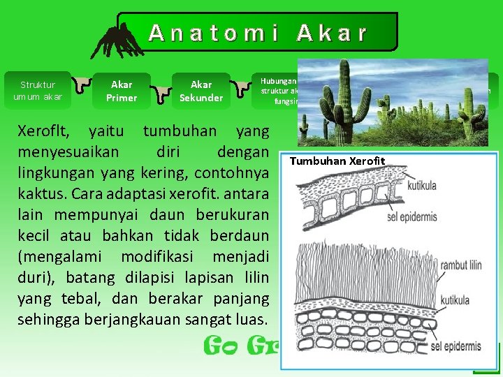 Anatomi Akar Struktur umum akar Akar Primer Akar Sekunder Hubungan antara struktur akar dan