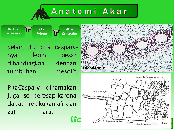 Anatomi Akar Struktur umum akar Akar Primer Akar Sekunder Selain itu pita casparynya lebih Anatomi Akar Struktur umum akar Akar Primer Akar Sekunder Selain itu pita casparynya lebih
