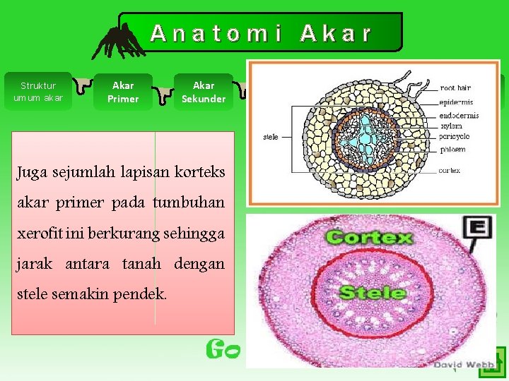 Anatomi Akar Struktur umum akar Akar Primer Akar Sekunder Juga sejumlah lapisan korteks akar