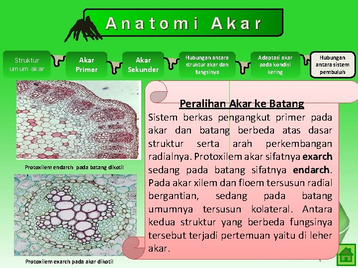 Anatomi Akar Struktur umum akar Akar Primer Akar Sekunder Hubungan antara struktur akar dan