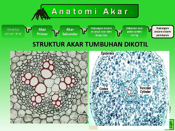 Anatomi Akar Struktur umum akar Akar Primer Akar Sekunder Hubungan antara struktur akar dan