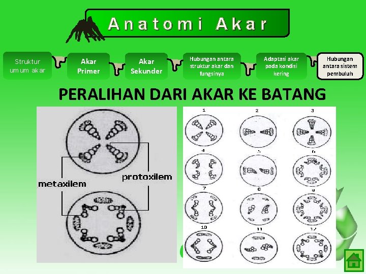 Anatomi Akar Struktur umum akar Akar Primer Akar Sekunder Hubungan antara struktur akar dan