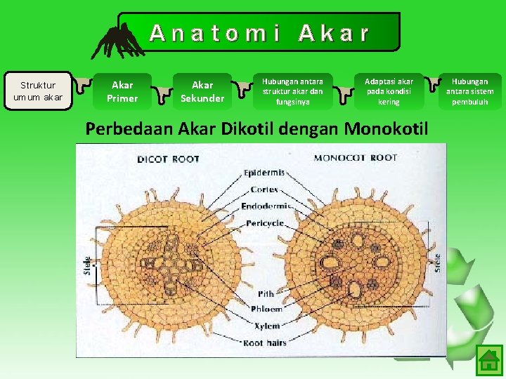 Anatomi Akar Struktur umum akar Akar Primer Akar Sekunder Hubungan antara struktur akar dan Anatomi Akar Struktur umum akar Akar Primer Akar Sekunder Hubungan antara struktur akar dan