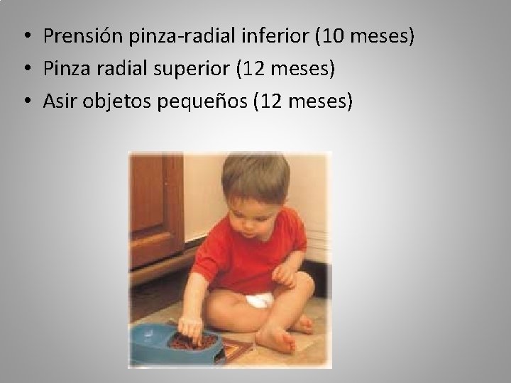  • Prensión pinza-radial inferior (10 meses) • Pinza radial superior (12 meses) •