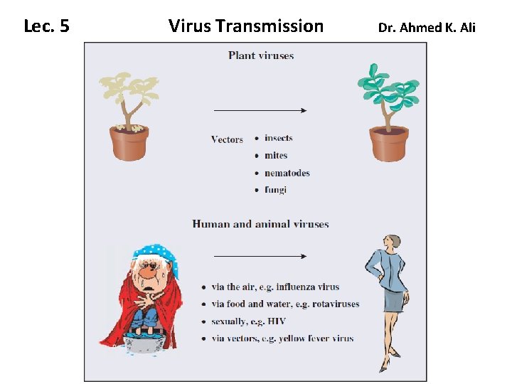 Lec. 5 Virus Transmission Dr. Ahmed K. Ali 