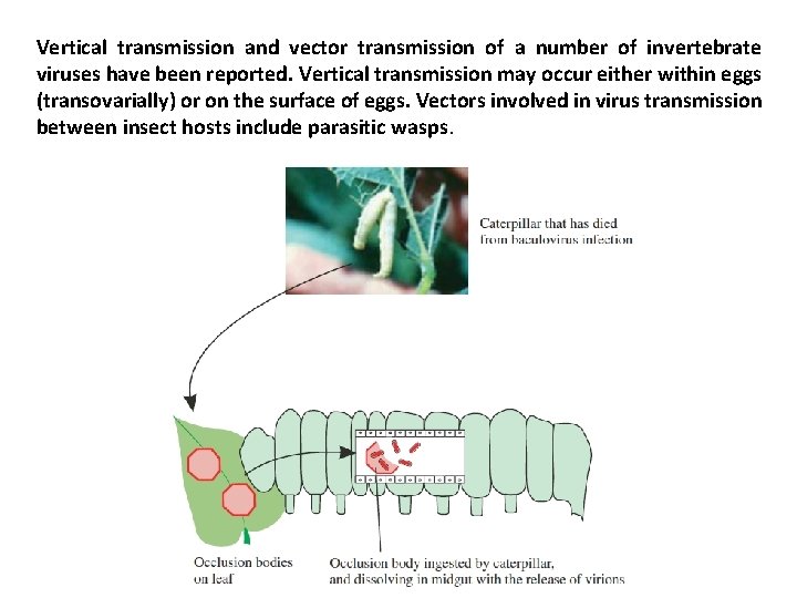 Vertical transmission and vector transmission of a number of invertebrate viruses have been reported. Vertical transmission and vector transmission of a number of invertebrate viruses have been reported.