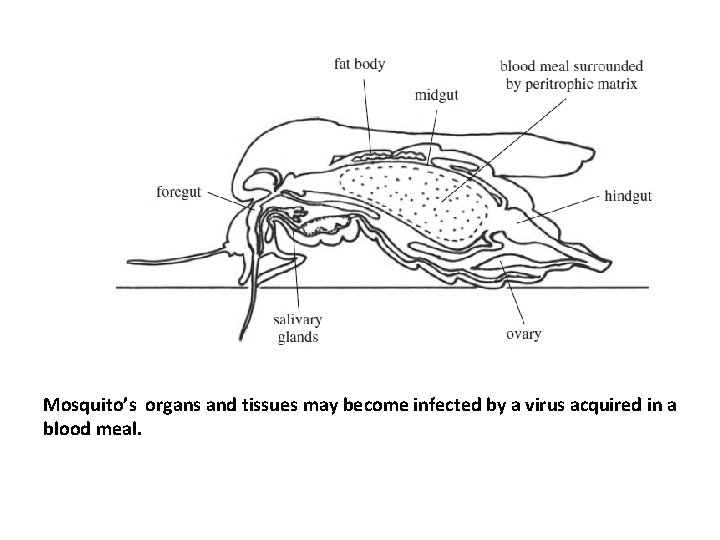 Mosquito’s organs and tissues may become infected by a virus acquired in a blood