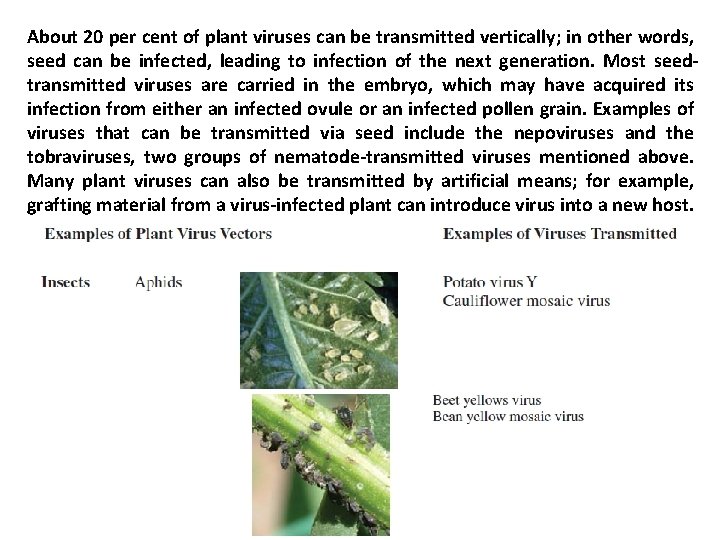 About 20 per cent of plant viruses can be transmitted vertically; in other words,