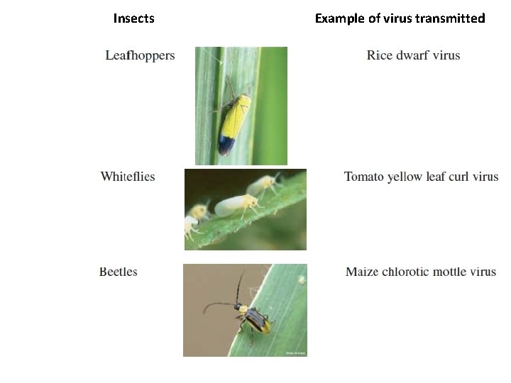 Insects Example of virus transmitted 