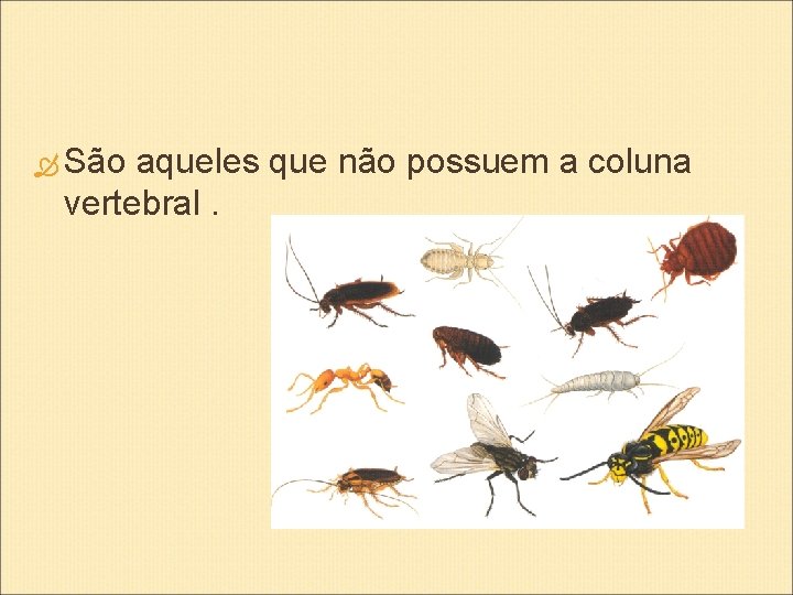  São aqueles que não possuem a coluna vertebral. 