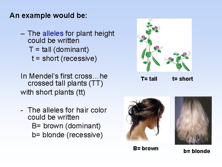 An example would be: – The alleles for plant height could be written T