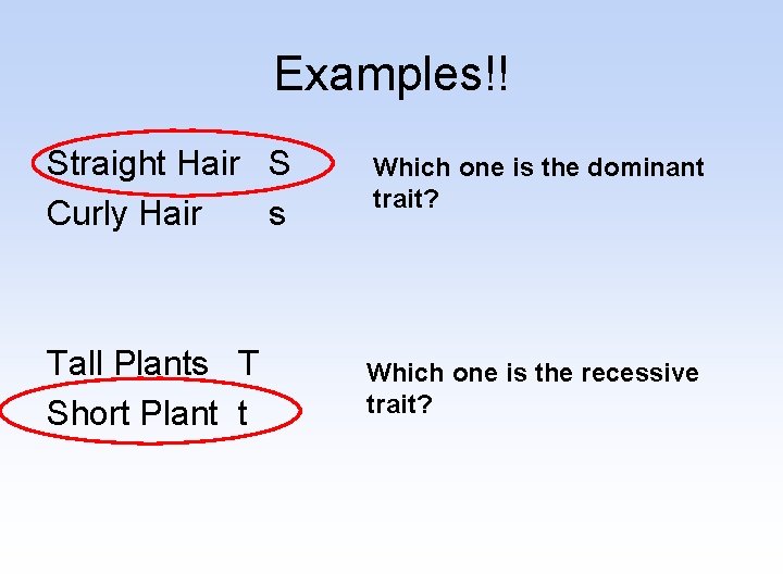 Examples!! Straight Hair S Curly Hair s Which one is the dominant trait? Tall