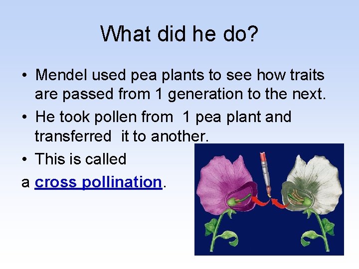 What did he do? • Mendel used pea plants to see how traits are