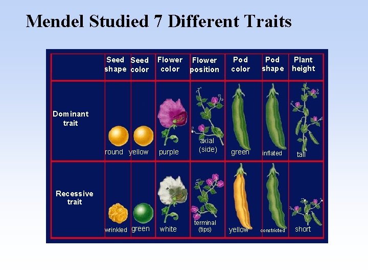 Mendel Studied 7 Different Traits Seed shape color Pod shape Plant height axial (side)