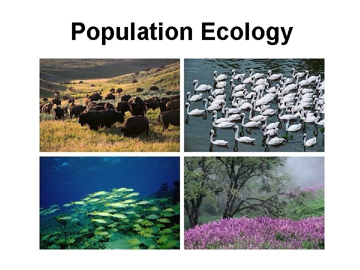 Population Ecology 