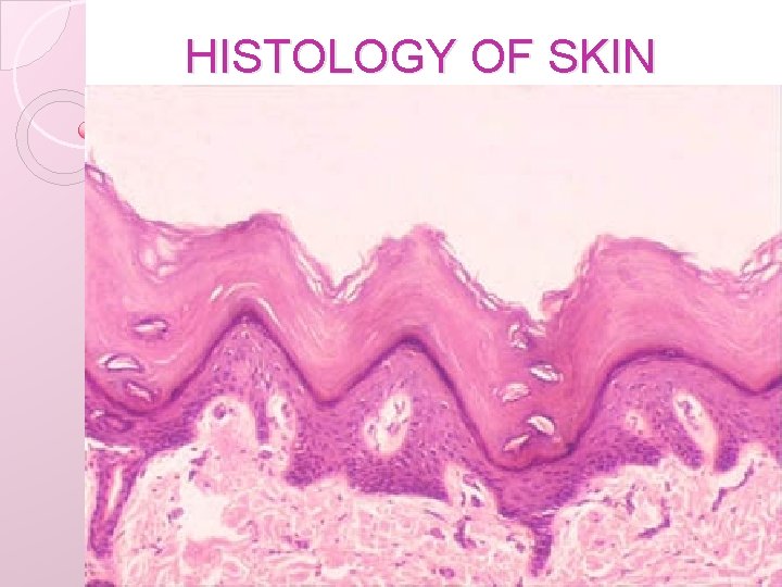 HISTOLOGY OF SKIN 