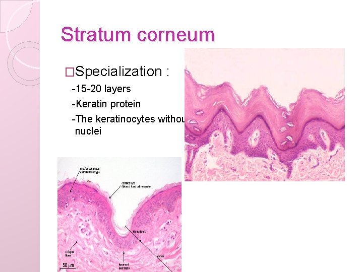 Stratum corneum �Specialization : -15 -20 layers -Keratin protein -The keratinocytes without nuclei 