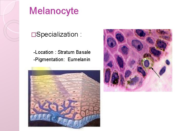 Melanocyte �Specialization : -Location : Stratum Basale -Pigmentation: Eumelanin 