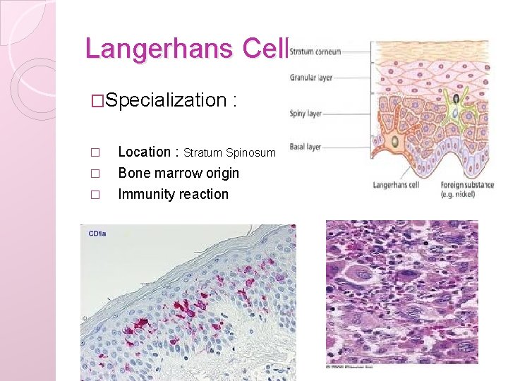 Langerhans Cell �Specialization � � � : Location : Stratum Spinosum Bone marrow origin