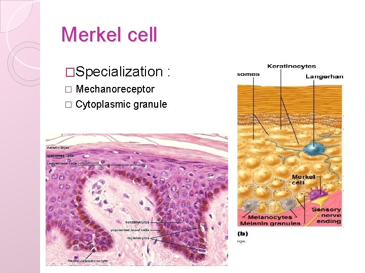 Merkel cell �Specialization : � Mechanoreceptor � Cytoplasmic granule 