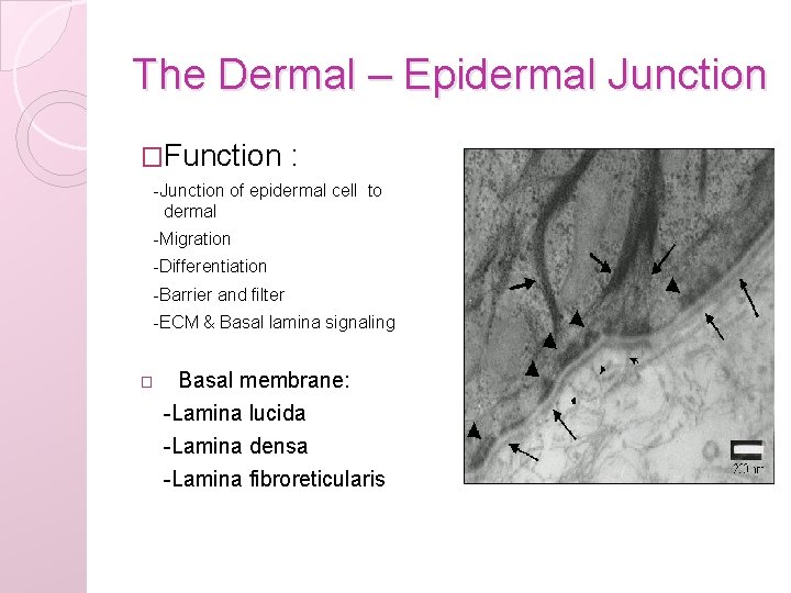 The Dermal – Epidermal Junction �Function : -Junction of epidermal cell to dermal -Migration