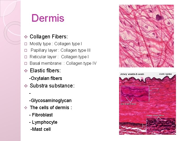 Dermis v Collagen Fibers: � Mostly type : Collagen type I Papillary layer :