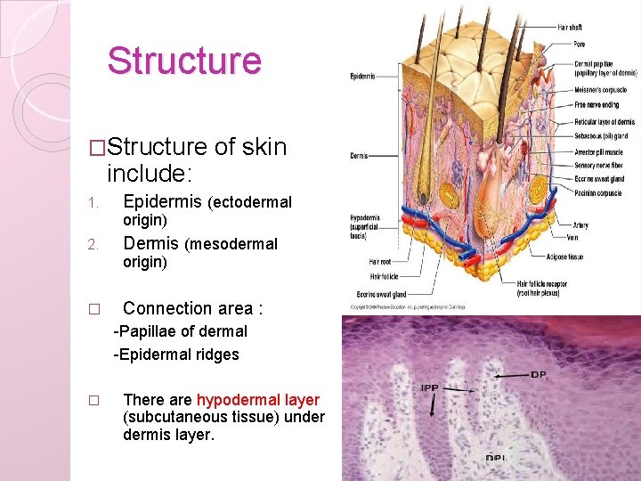 Structure �Structure include: 1. of skin Epidermis (ectodermal origin) 2. Dermis (mesodermal origin) �