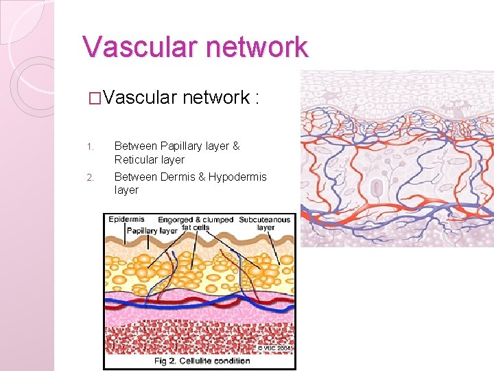 Vascular network �Vascular network : 1. Between Papillary layer & Reticular layer 2. Between