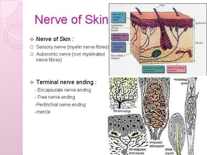 Nerve of Skin v Nerve of Skin : � Sensory nerve (myelin nerve fibres)