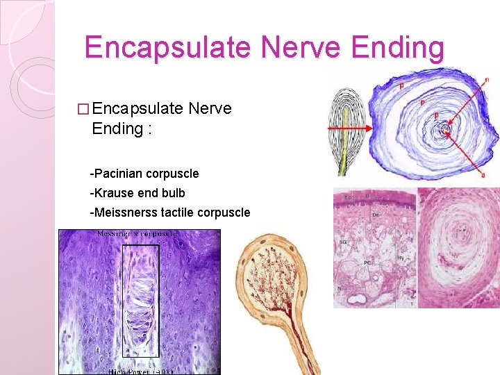 Encapsulate Nerve Ending � Encapsulate Nerve Ending : -Pacinian corpuscle -Krause end bulb -Meissnerss