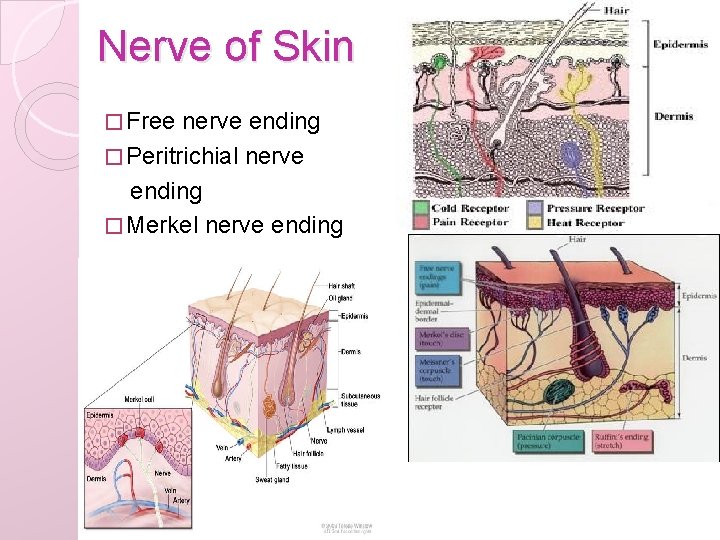Nerve of Skin � Free nerve ending � Peritrichial nerve ending � Merkel nerve