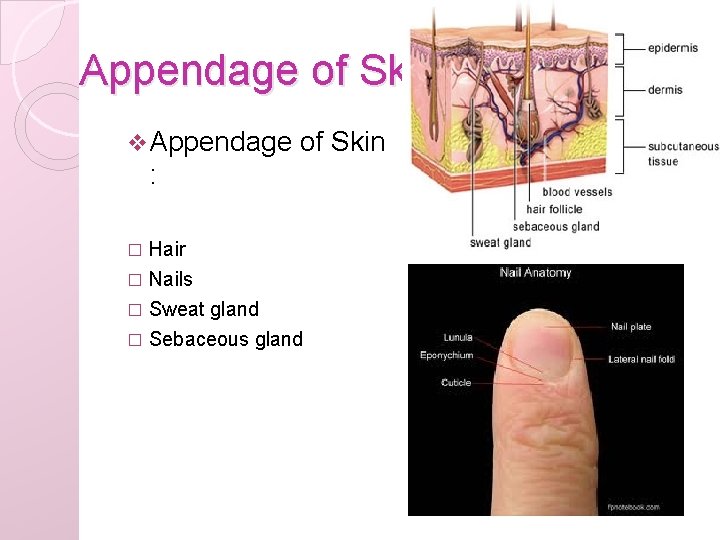 Appendage of Skin v Appendage of Skin : Hair � Nails � Sweat gland