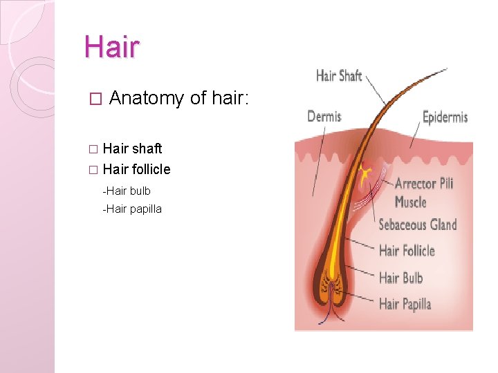 Hair � Anatomy of hair: Hair shaft � Hair follicle � -Hair bulb -Hair