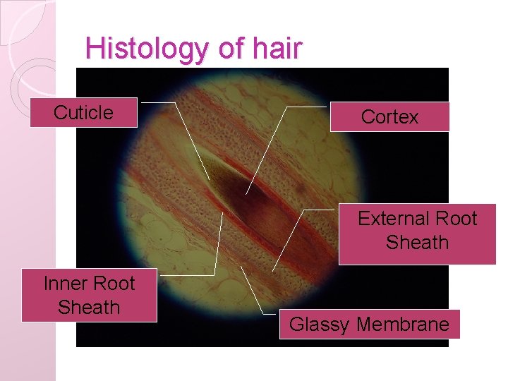 Histology of hair Cuticle Cortex External Root Sheath Inner Root Sheath Glassy Membrane 