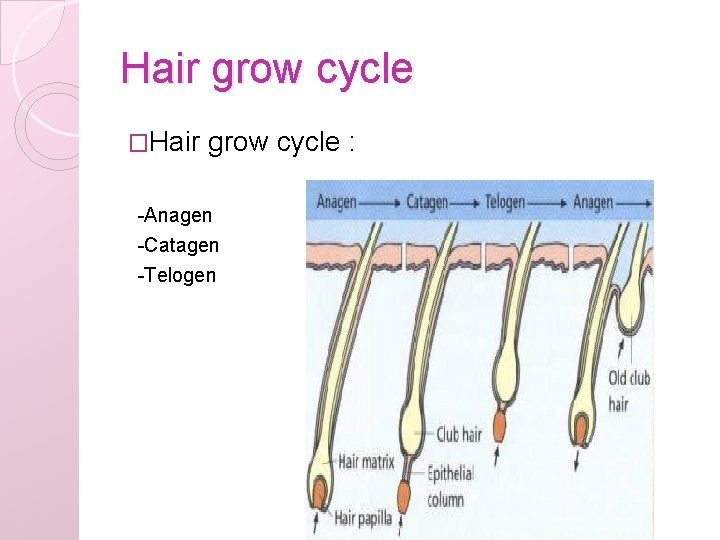Hair grow cycle �Hair grow cycle : -Anagen -Catagen -Telogen 