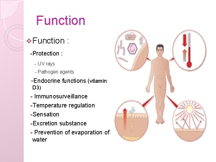 Function v Function : -Protection : - UV rays - Pathogen agents -Endocrine functions