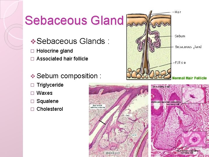 Sebaceous Glands v Sebaceous Glands : � Holocrine gland � Associated hair follicle v