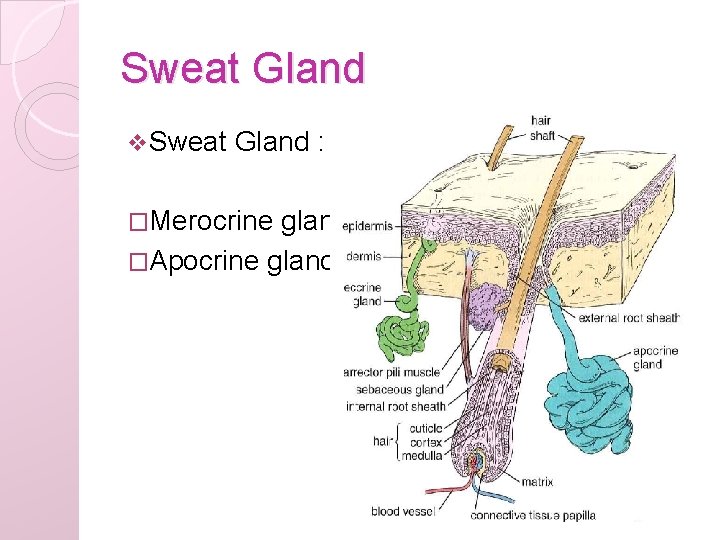 Sweat Gland v Sweat Gland : �Merocrine gland �Apocrine gland 