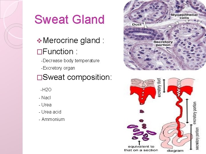 Sweat Gland v Merocrine �Function gland : : -Decrease body temperature -Excretory organ �Sweat