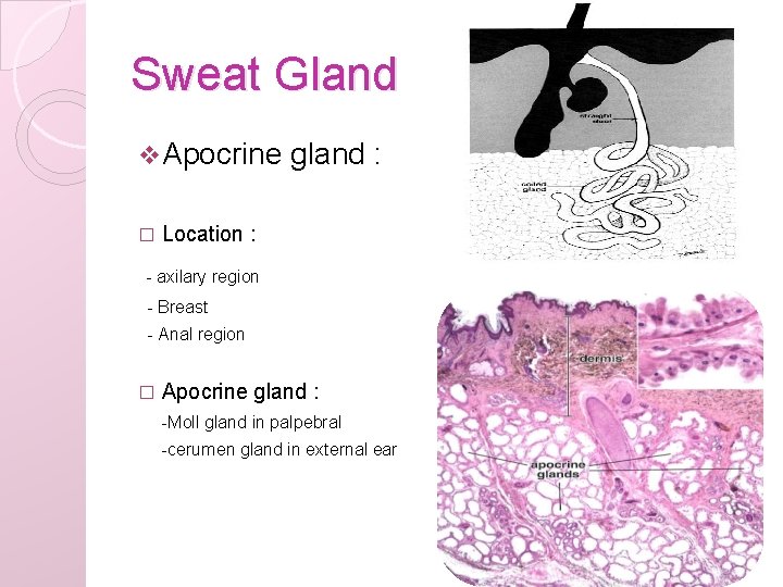 Sweat Gland v Apocrine � gland : Location : - axilary region - Breast