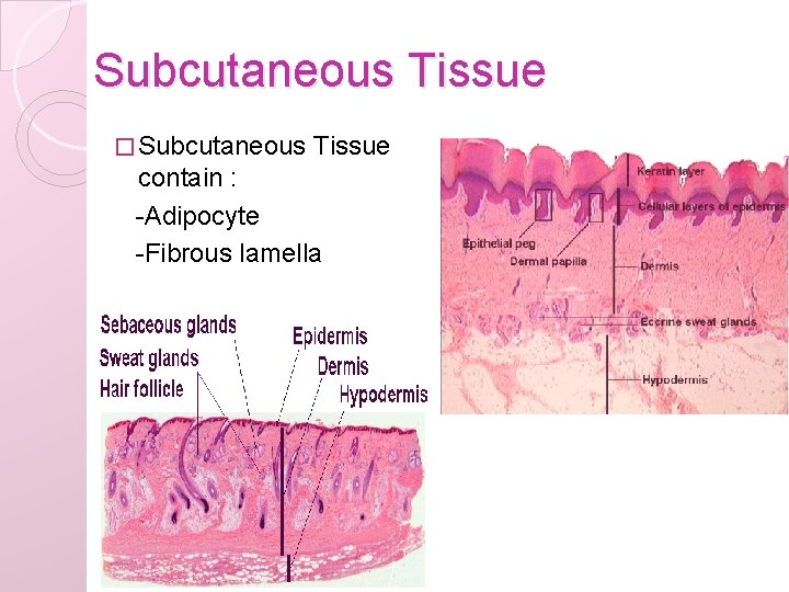 Subcutaneous Tissue � Subcutaneous Tissue contain : -Adipocyte -Fibrous lamella 