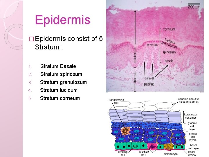 Epidermis � Epidermis consist of 5 Stratum : 1. Stratum Basale 2. Stratum spinosum