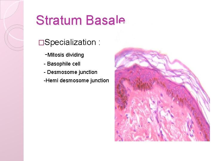 Stratum Basale �Specialization : -Mitosis dividing - Basophile cell - Desmosome junction -Hemi desmosome