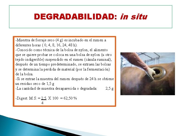 DEGRADABILIDAD: in situ -Muestra de forraje seco (4 g) es incubado en el rumen